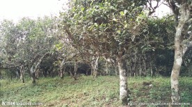 古茶树