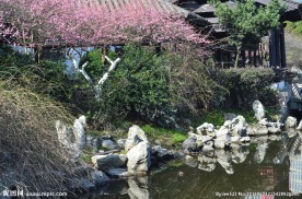 红梅树
