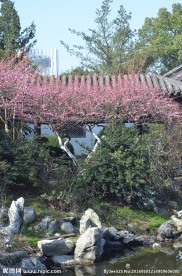 红梅树