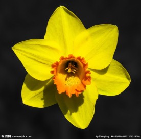 黄色喇叭水仙花图片