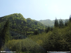 绿树青山