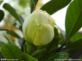 栀子花蕾