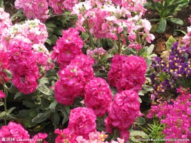 花坛造型