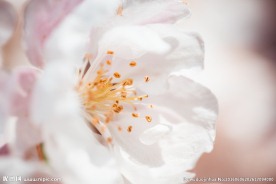 花蕊