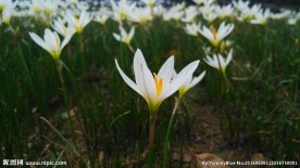 葱莲花