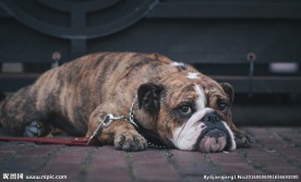 虎斑斗牛犬图片
