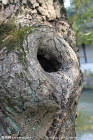 树洞