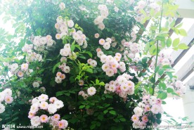 蔷薇花