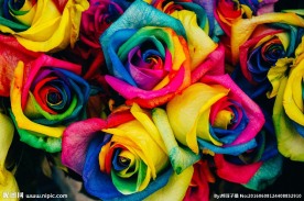 彩色玫瑰特写图片