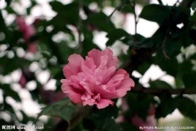 木槿花