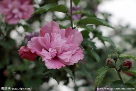 木槿花