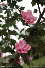 木槿花