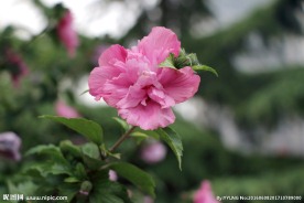 木槿花