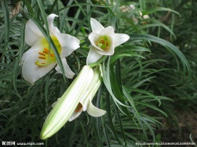王百合