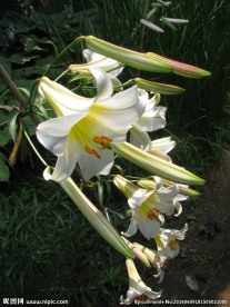 王百合