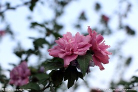 木槿花
