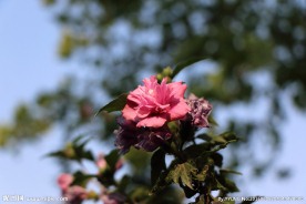 木槿花