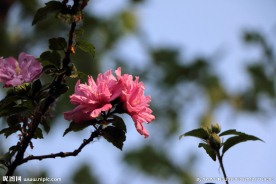 木槿花