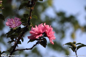 木槿花