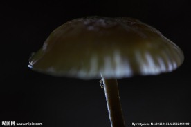 野生菌上的小昆虫