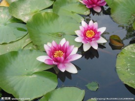睡莲花