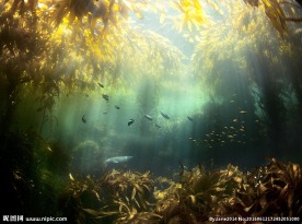 海底生物