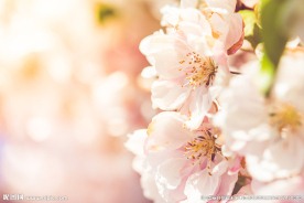 白花