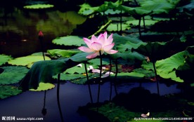 荷花