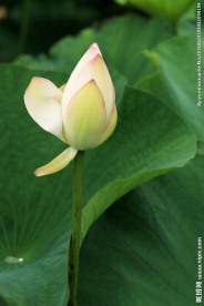 夏荷