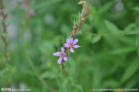 小紫花