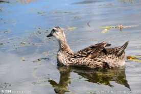 水鸭