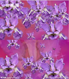 蝴蝶花紫色唯美视频背景