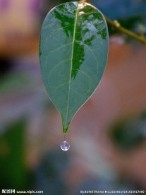 叶子水滴
