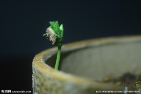 苦瓜芽儿