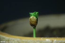苦瓜芽儿