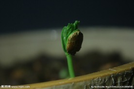 苦瓜芽儿