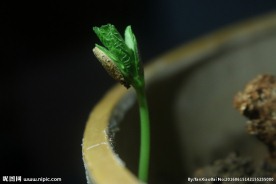苦瓜芽儿