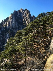 黄山松树