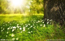 阳光明媚的草地