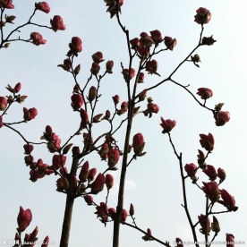 木兰