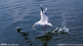 大海 海鸥
