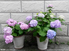 绣球花