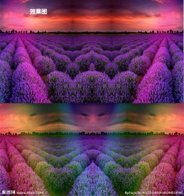 薰衣草特效背景视频