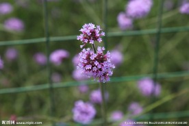 马尾花