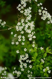 绿色的小白花