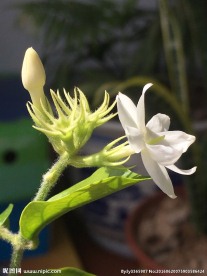 茉莉花