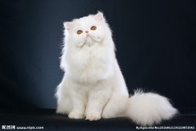 宠物猫 可爱的小猫