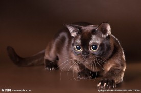 宠物猫 可爱的小猫
