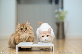 宠物猫 可爱的小猫