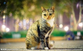宠物猫 可爱的小猫